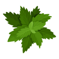 Aquarell handgemaltes Gemüse Clipart png