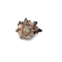 Seashell cutout, Png file