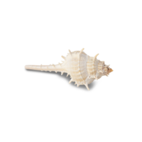 Seashell cutout, Png file