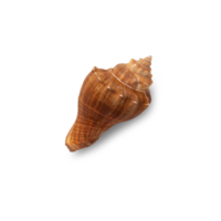 Seashell cutout, Png file