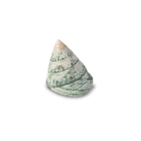 Seashell cutout, Png file