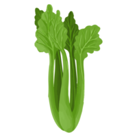 Aquarell Sellerie, handgemaltes Gemüse Clipart png