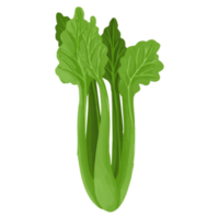 céleri aquarelle, clipart de légumes peints à la main png