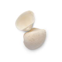 Seashell cutout, Png file