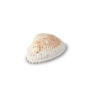 Seashell cutout, Png file