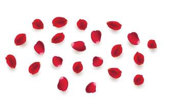 Realistic vector elements set of rose petals. Red petals of rose flower