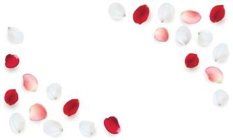 Realistic vector elements set of rose petals. Red, Pink and white petals of rose flower