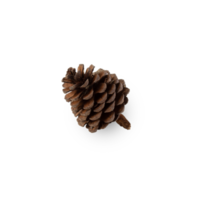 Pine cone cutout, Png file