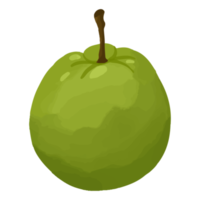 akvarell guava, handmålad frukt clipart png