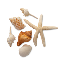 Seashell cutout, Png file