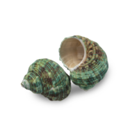 Seashell cutout, Png file