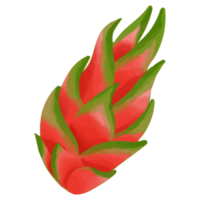 Watercolor Dragon fruit, Hand painted fruit clipart png