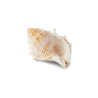 Seashell cutout, Png file
