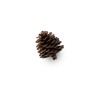 Pine cone cutout, Png file