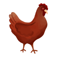akvarell kyckling, handmålad gård clipart png
