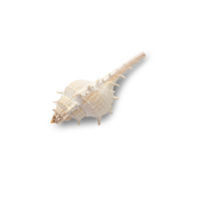 Seashell cutout, Png file