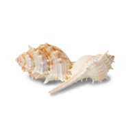 Seashell cutout, Png file