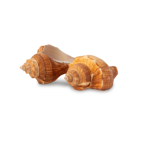 Seashell cutout, Png file