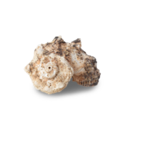 recorte de concha marina, archivo png