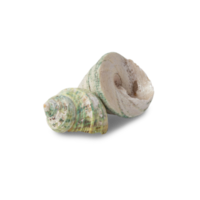 Muschelausschnitt, png-Datei png