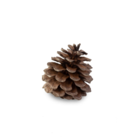 Pine cone cutout, Png file