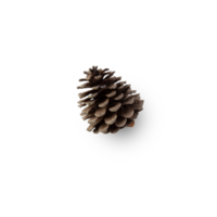 Pine cone cutout, Png file