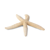 Starfish cutout, Png file