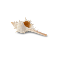 ritaglio di conchiglia, file png