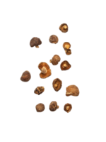 Falling shiitake mushroom cutout, Png file