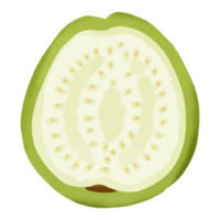 Aquarell Guave, handbemalte Fruchtcliparts png