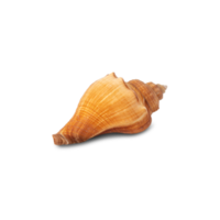 Seashell cutout, Png file