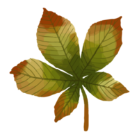 Aquarellblatt, Herbstblätter Clipart png