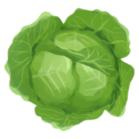 Watercolor Cabbage, Hand painted vegetables clipart png