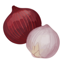 aquarellzwiebel, handgemaltes gemüse clipart png