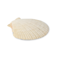 Seashell cutout, Png file