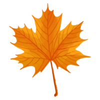 Aquarellblatt, Herbstblätter Clipart png