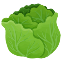 Watercolor Cabbage, Hand painted vegetables clipart png