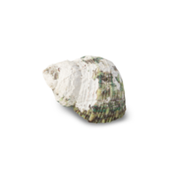 Muschelausschnitt, png-Datei png