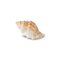 Seashell cutout, Png file