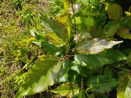 Green leaves of a young poplar. Summer landscape in sunny weather. photo