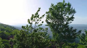 Bäume und Bach. Blick auf den Bach, der unter den Bäumen fließt. video