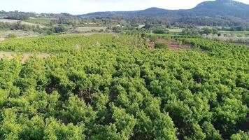 Peach trees in farmland. Aerial video of peach trees in farmland.