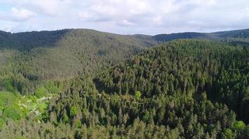 Pine forests, aerial view forest. Aerial view of coniferous pine forests.