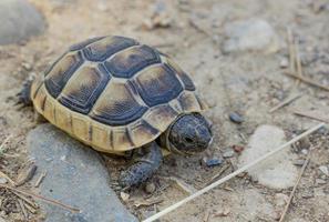 Mediterranean land turtle. Reptiles that live on land. High quality photo