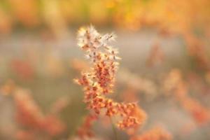 Blur grass background with sunset in the field. photo