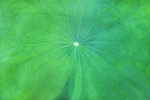 Green leaf lotus flower in the garden. photo