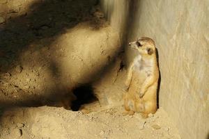 suricata se encuentra cerca de la madriguera. foto