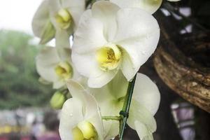 flor de orquídea de cerca, flores de orquídea frescas en el jardín con luz natural foto