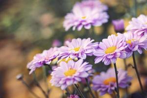 Beautiful flowers of chrysanthemums with soft focus and blur background. photo