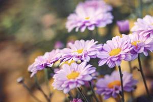 hermosas flores de crisantemos con enfoque suave y fondo borroso. foto